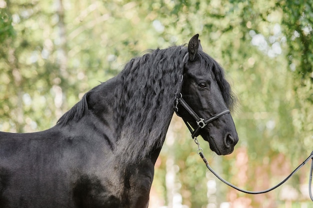 Lindo cavalo andaluz em campo. Detalhe da cabeça de cavalo preta com cílios