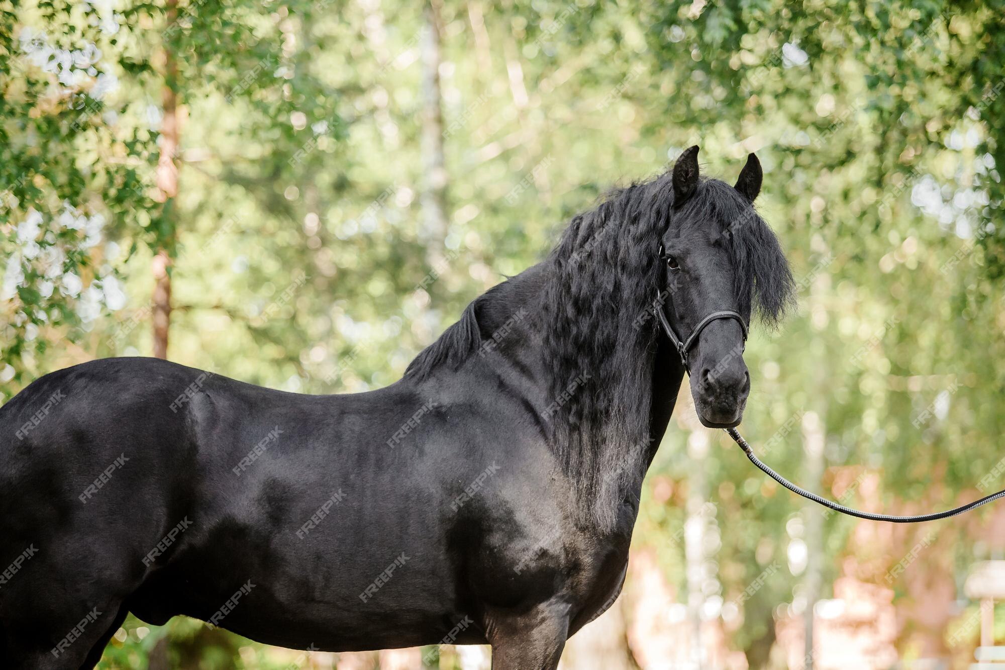 Cavalo Na Frente Da Casa Na Andaluzia Imagem de Stock - Imagem de curso,  animal: 91672851