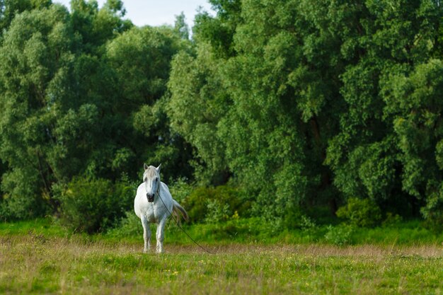 Foto lindo cavalo branco, alimentando-se de um pasto verde