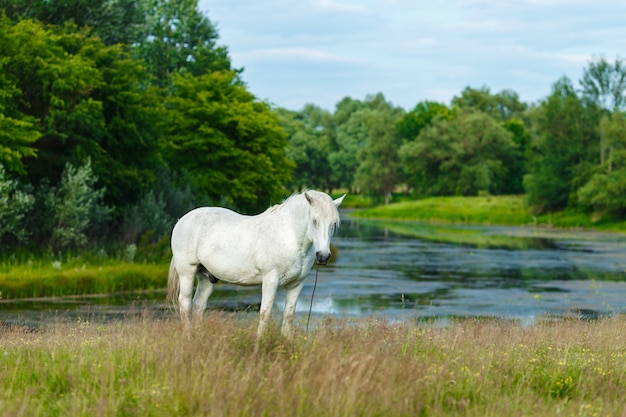 Lindo cavalo branco, alimentando-se de um pasto verde