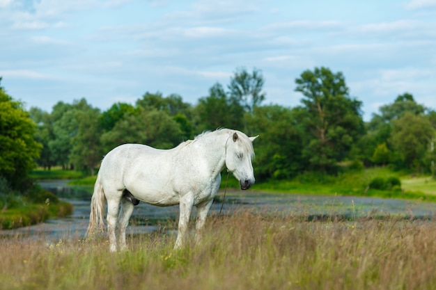 Lindo cavalo branco, alimentando-se de um pasto verde