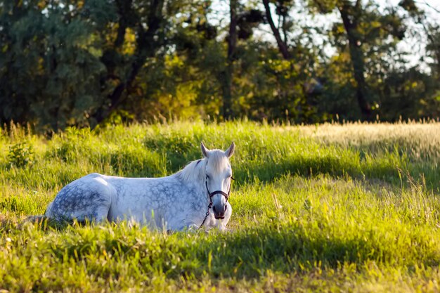 Lindo cavalo branco deitado na grama verde