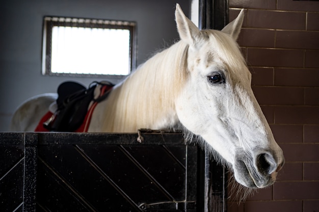 Lindo cavalo branco em uma baia no estábulo. clube equestre e aulas de equitação.