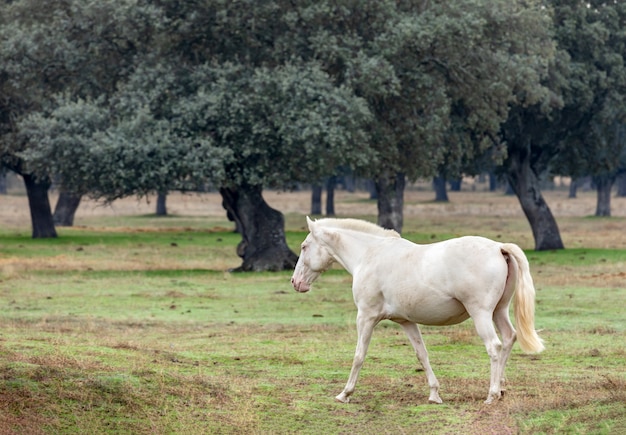 Lindo cavalo branco no countyside