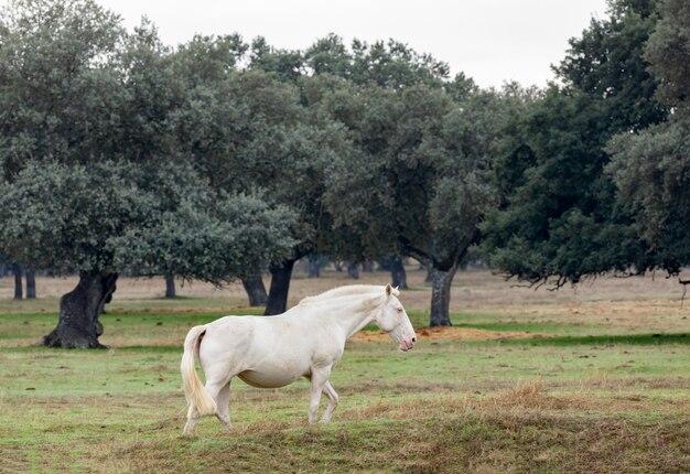 Lindo cavalo branco no countyside