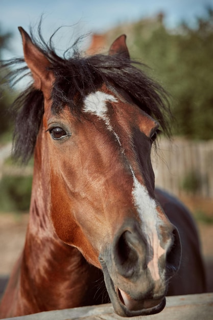 Lindo cavalo castanho, close-up do focinho, aparência bonita, juba, plano de fundo do campo de atletismo, curral, árvores. cavalos são animais maravilhosos