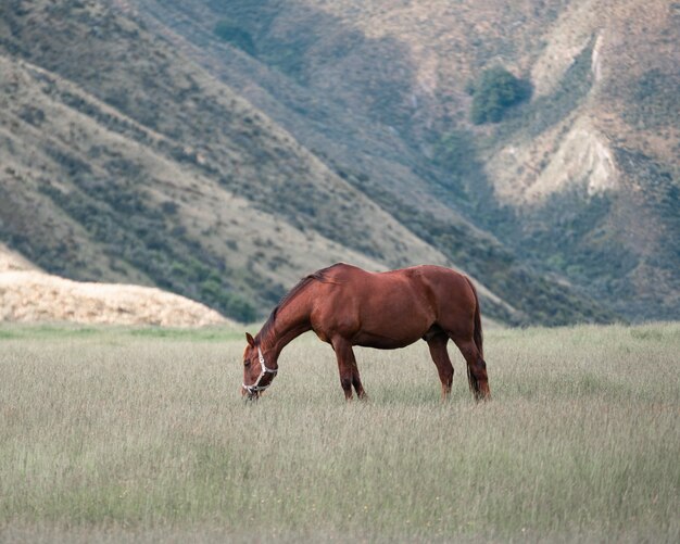 Lindo cavalo castanho comendo grama no campo no fundo da cadeia de montanhas