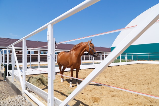 Lindo cavalo castanho parado em um paddock branco