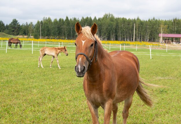 Lindo cavalo castanho pastando no pasto na fazenda.