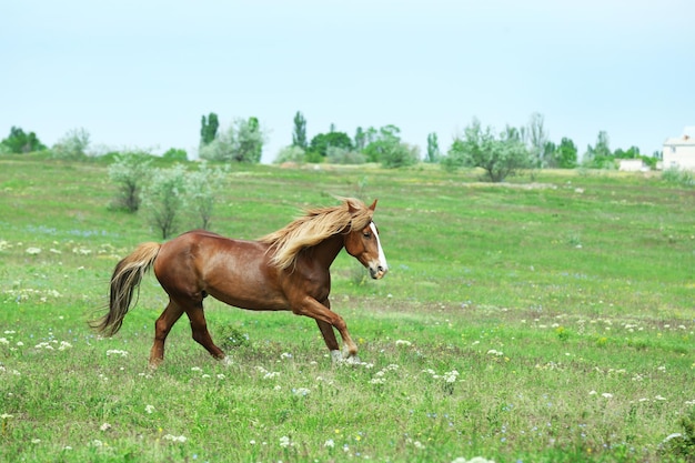 Foto lindo cavalo castanho pastando no prado