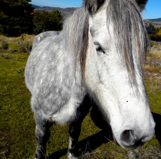 Lindo cavalo cinza e branco em pé e close-up