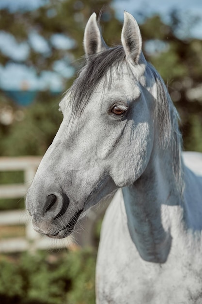 Lindo cavalo cinza em maçã branca, close-up do focinho, olhar bonito, juba, plano de fundo do campo de atletismo, curral, árvores. Cavalos são animais maravilhosos