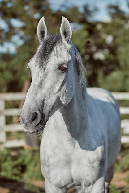 Lindo cavalo cinza em maçã branca, close-up do focinho, olhar bonito, juba, plano de fundo do campo de atletismo, curral, árvores. Cavalos são animais maravilhosos