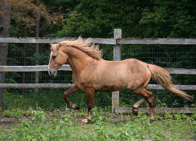 lindo cavalo de arreio se divertindo na natureza