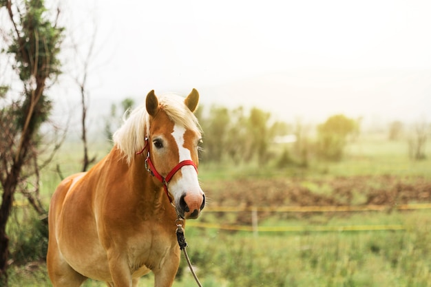 Lindo cavalo marrom na zona rural