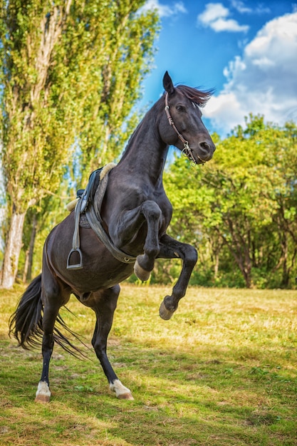 Lindo cavalo negro fica em suas patas na natureza