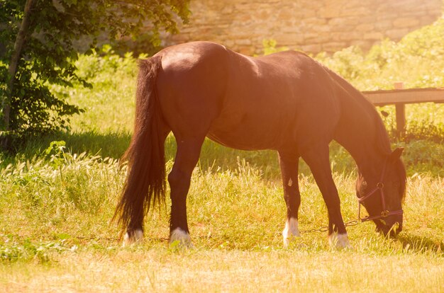 Lindo cavalo preto ao ar livre. O conceito de andar.