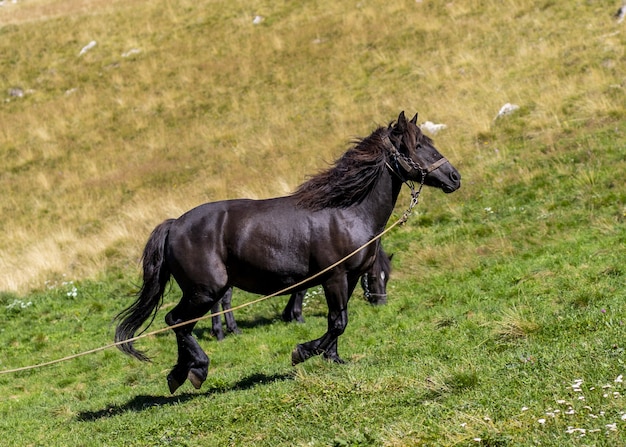 Lindo cavalo preto correndo nas colinas