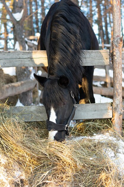 Lindo cavalo preto e branco