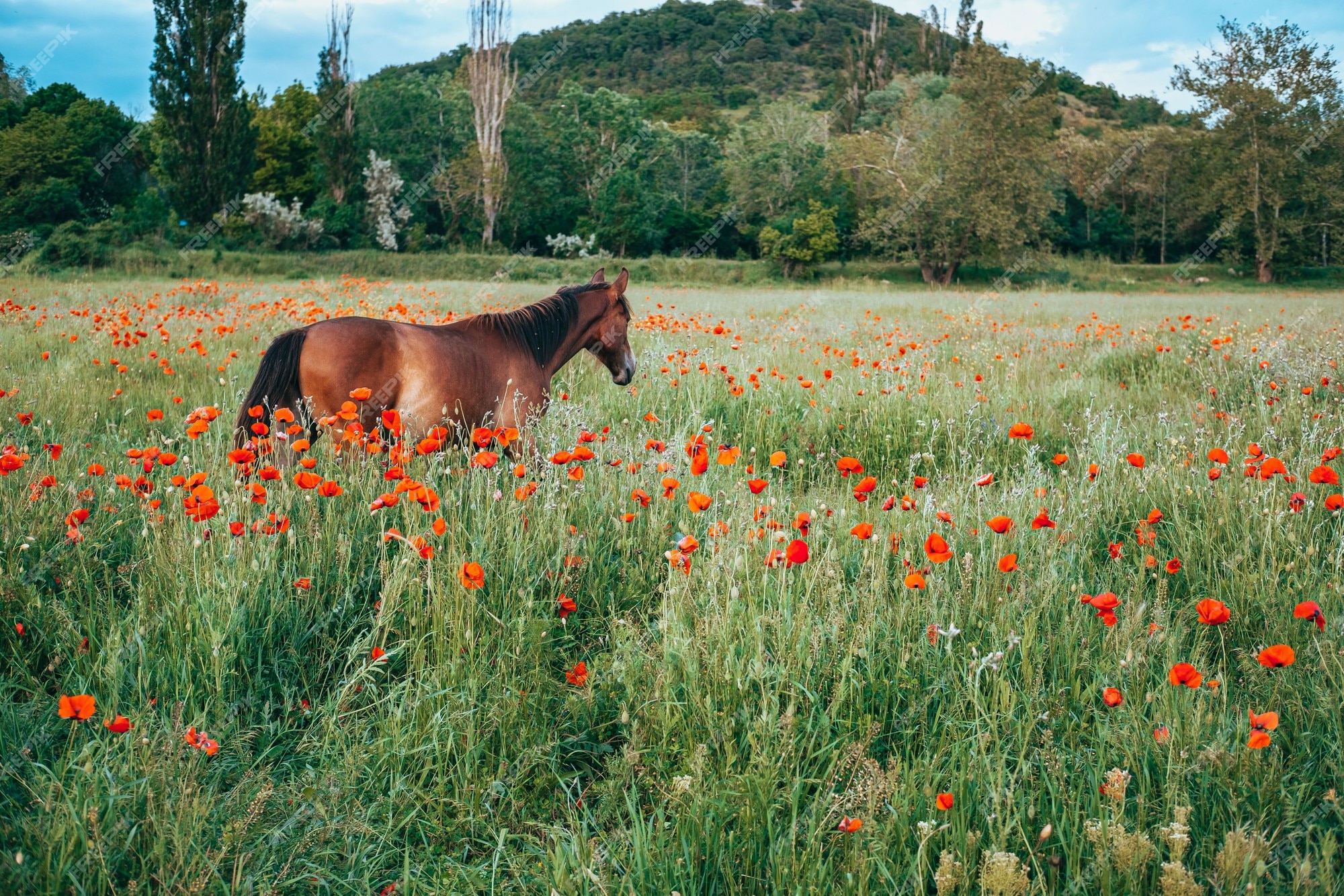 Cavalo Pulando Durante O Encontro De Cavalo Em Todo O País Pela Manhã  Fotografia Editorial - Imagem de grama, verde: 160272922