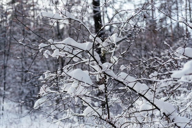 Lindo cenário de inverno com árvores cobertas de neve