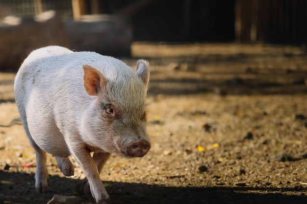 Lindo cerdito bebé en granja orgánica