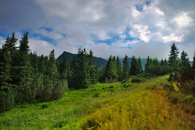 Lindo céu azul, grama verde e floresta nas montanhas dos Cárpatos