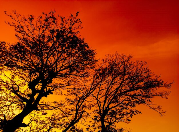 Lindo céu laranja ao pôr do sol com silhuetas de árvores