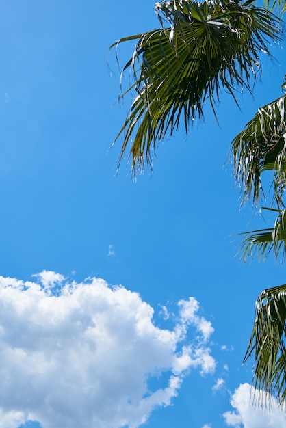 Lindo céu, nuvens fofinhas e folhas de palmeira