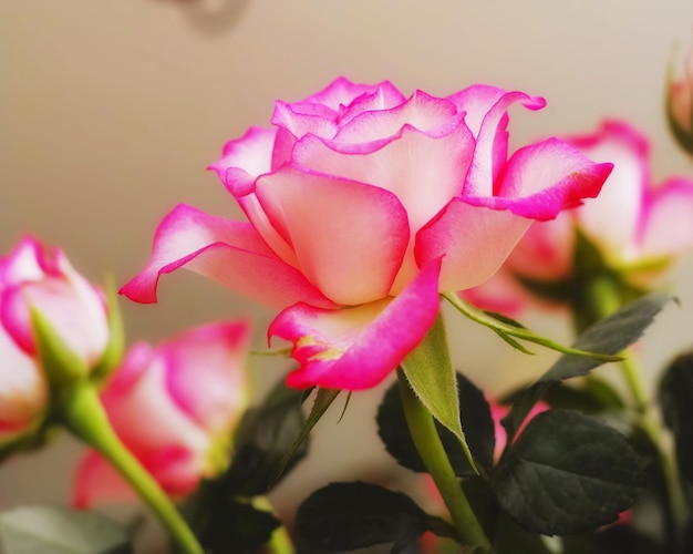 Lindo chá rosa brilhante ou flor rosa em miniatura crescendo e florescendo em um vaso ou jardim em casa closeup isolado de plantas naturais rosa hybrida florescendo com folhas verdes e fundo bokeh