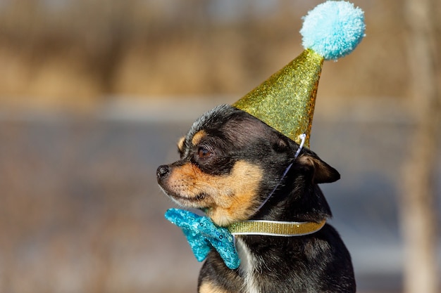 Un lindo chihuahua de cumpleaños sobre un fondo natural. Perro Chihuahua en una gorra de cumpleaños. cumpleaños, perro