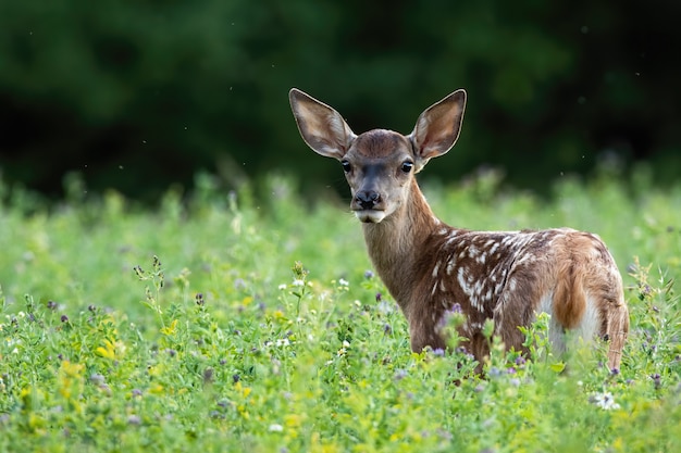 Lindo ciervo rojo cervatillo mirando hacia atrás en un prado verde en la naturaleza de verano