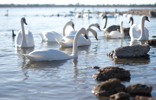 Lindo cisne branco com a família no lago dos cisnes