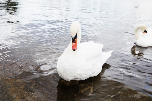 Lindo cisne branco com a família no lago dos cisnes