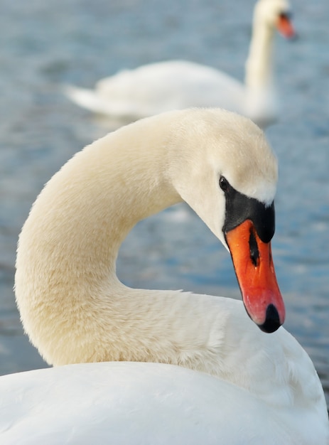 Foto lindo cisne branco na água.