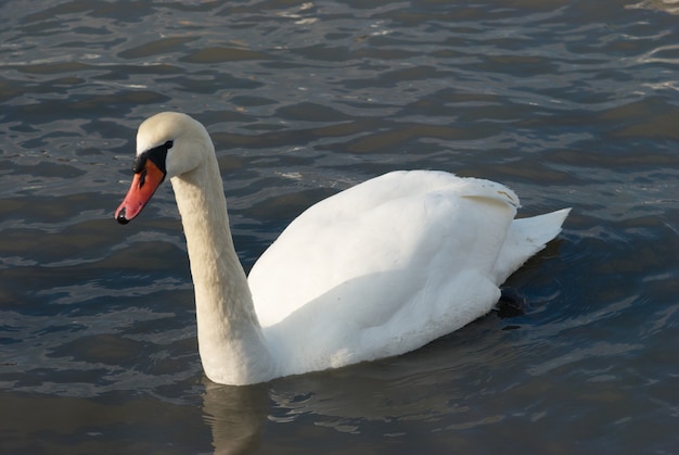 Lindo cisne branco na água.