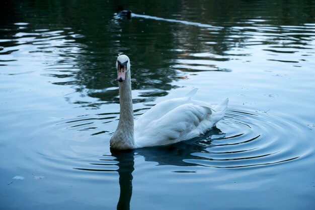 Lindo cisne branco nada na água