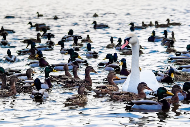 Lindo cisne cercado por patos na água em um dia ensolarado de inverno