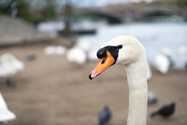 Lindo cisne em um parque