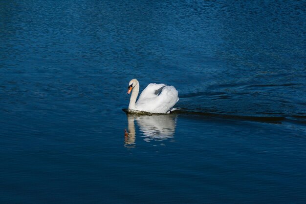 Lindo cisne flutua no lago