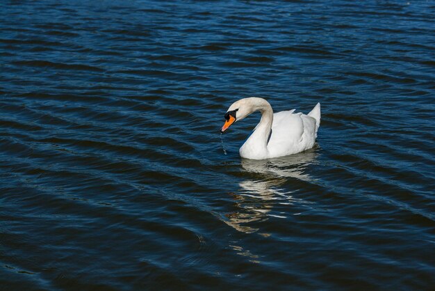 Lindo cisne flutua no lago