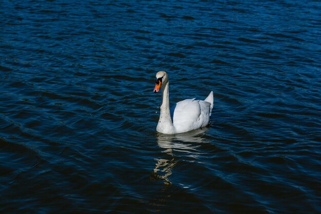 Lindo cisne flutua no lago