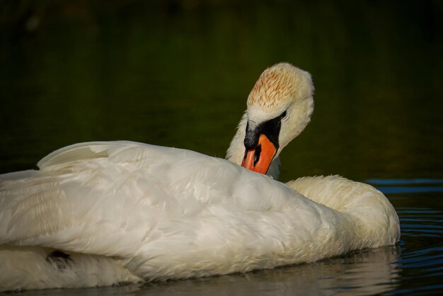 lindo cisne mudo