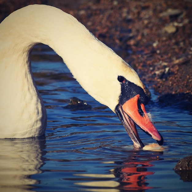 Lindo cisne na lagoa lindo fundo colorido natural com animais selvagens