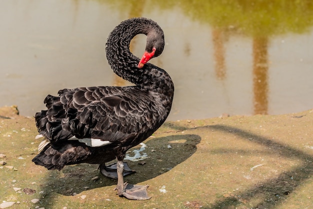 Lindo cisne negro na margem do rio