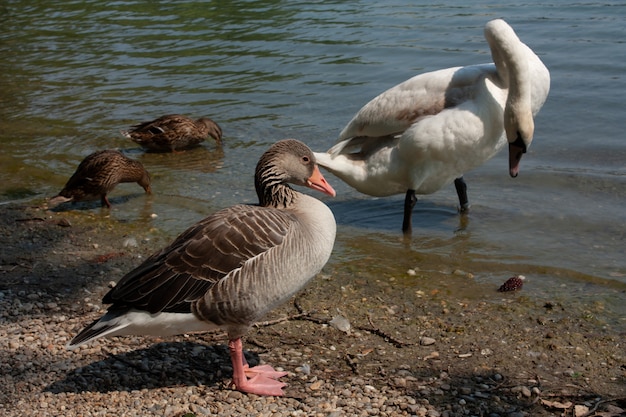 Lindo cisne en el rio