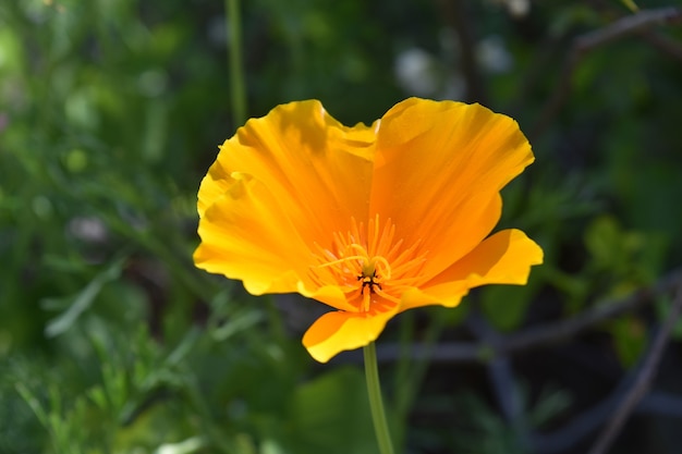 Lindo close de uma flor de papoula laranja