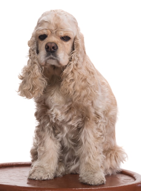 Lindo cocker spaniel americano sentado na frente do branco