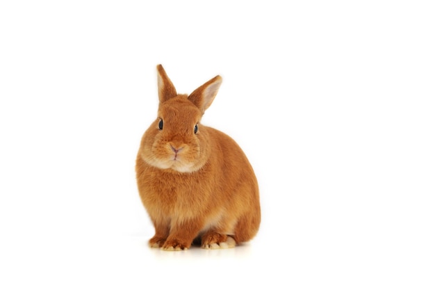 Lindo coelhinho marrom vermelho, coelho sentado no fundo branco, corpo inteiro, olhando para a câmera, isolado Animal de estimação adorável, animal Copiar espaço