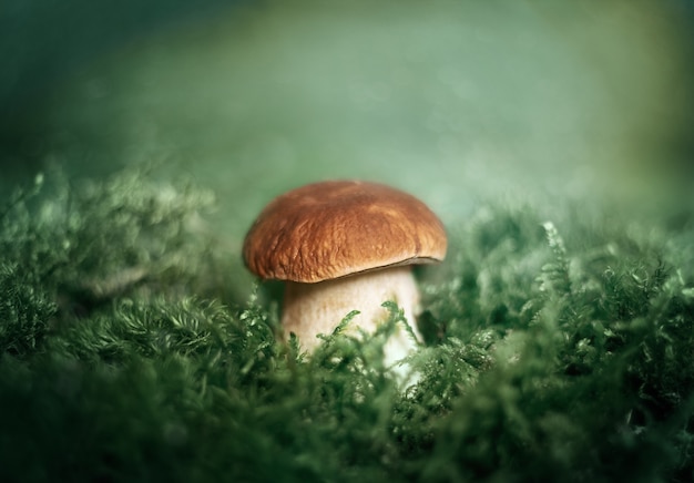 Lindo cogumelo em fundo verde close up boletus edulis penny bun